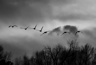 Fly Over II