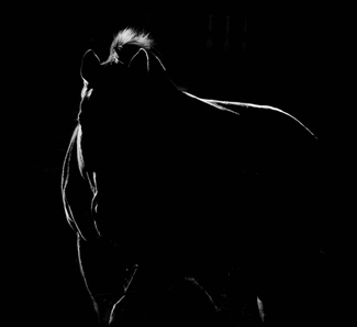 Horse At Dawn