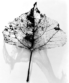 Leaf & Shadow