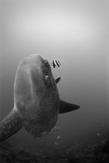 Mola Mola
