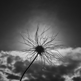 Spiderflower