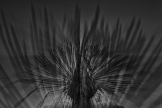The Fan