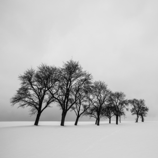 Grove II