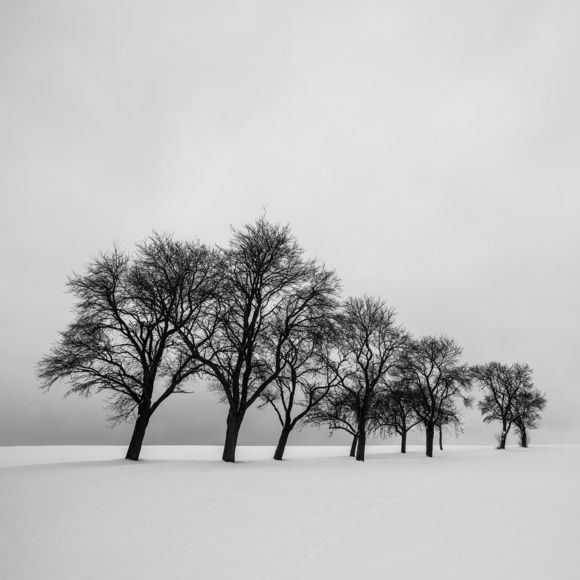Grove II