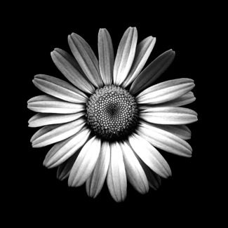 Daisy