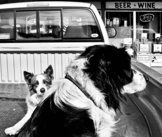Dogs