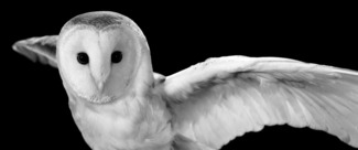 Barn Owl