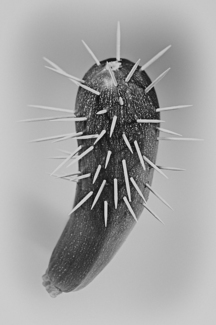 zucchino