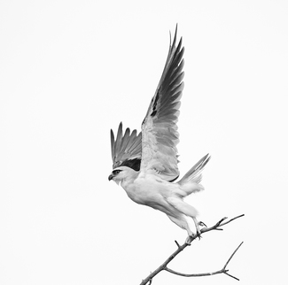 Black-shouldered Kite