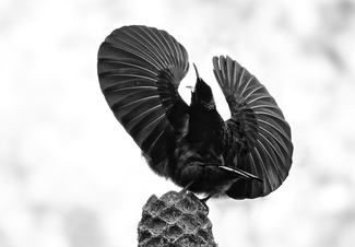 Riflebird