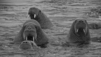 Walrus Gaze