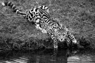 Cheetah