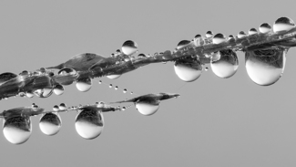 Water Droplets