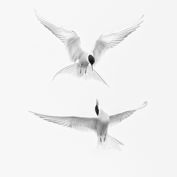 Arctic Terns 2