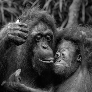 Orangutans