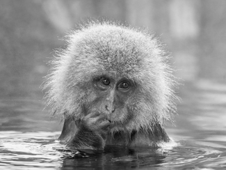 Snow Monkey