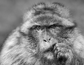 Barbary Macaque