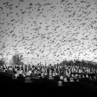 The Birds
