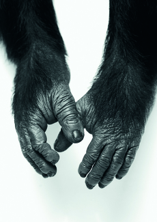 Sixtus' Hands
