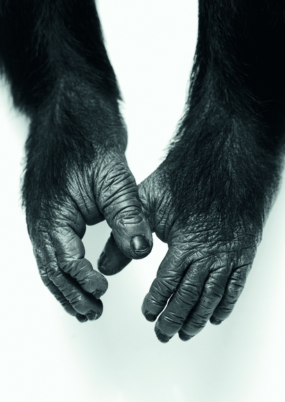 Sixtus' Hands