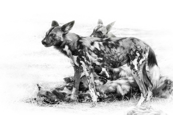 Painted Dogs