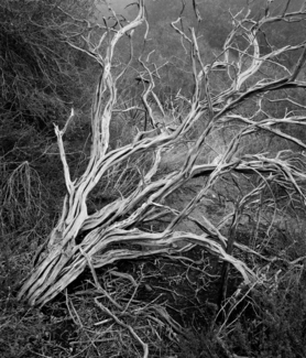 Dead Tree
