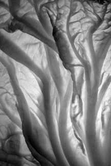 Napa Cabbage 2831