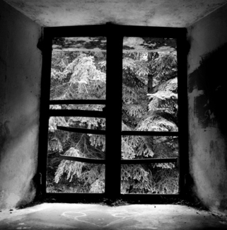Evergreen Window