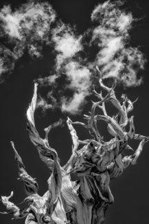 Bristlecone