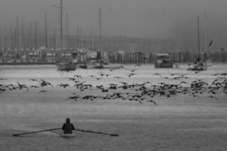 Training with Cormorants