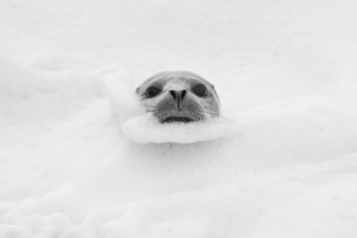 Sealfoam