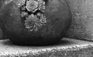 the rock garden