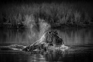 Hippos