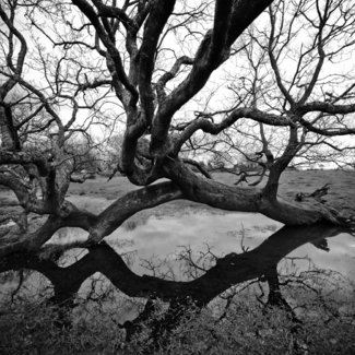 Tree #58