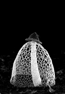 Fungal Architecture