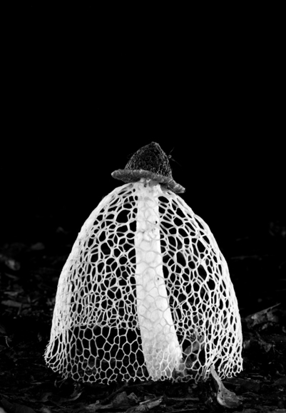 Fungal Architecture