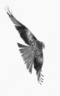 Kite Flying