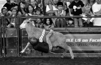 Wool Rider