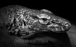 Komodo Dragon