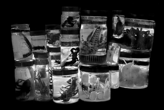 Specimens
