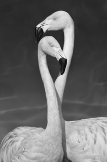 Symbiotic