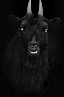 Black Capra