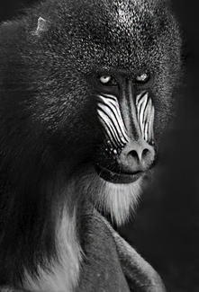 Mandrillus Sphinx