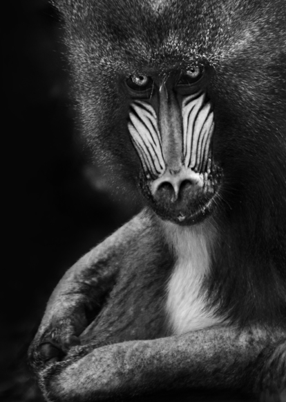 Mandrill