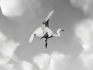 Snowy Egret