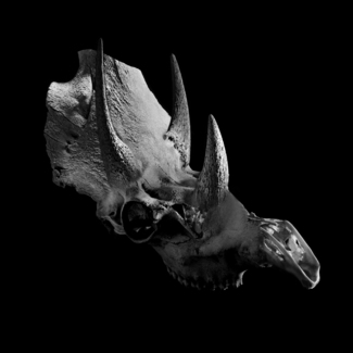 Triceratops 