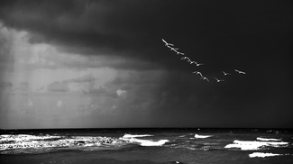 Flight Before the Storm