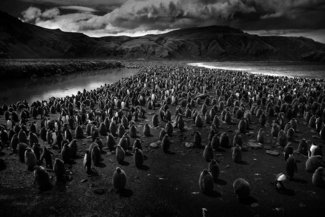 King Penguins #3