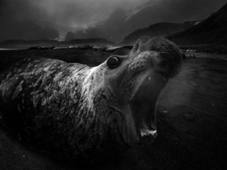 Elephant seals #3