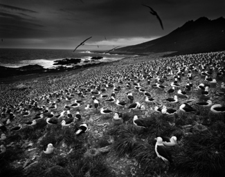 Albatrosses